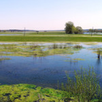 Wetlands Delineation